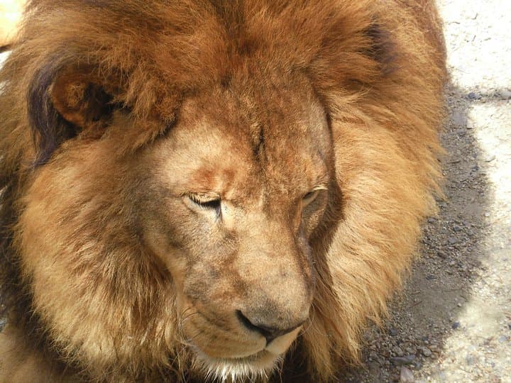 Close-up of one of the center's rescued lions