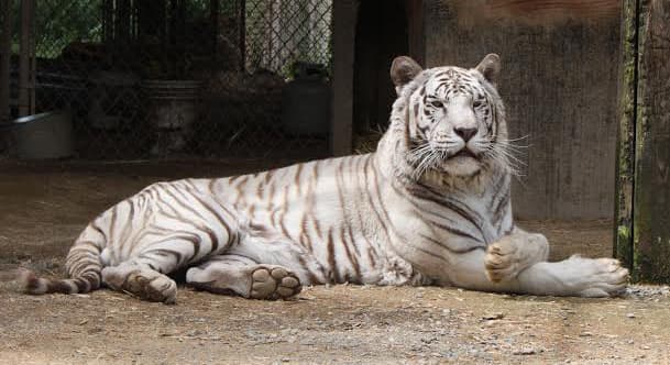 Shoka, a white tiger, resting in his enclosure