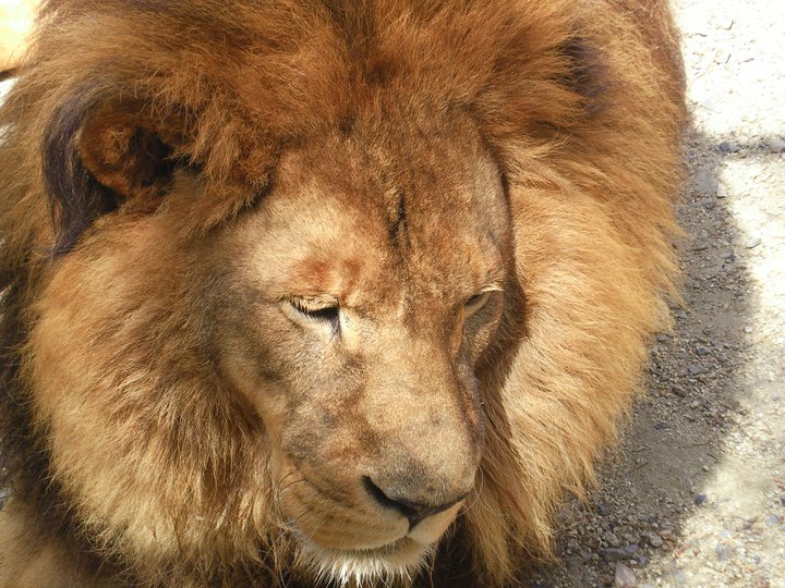 Close-up of one of the center's rescued lions